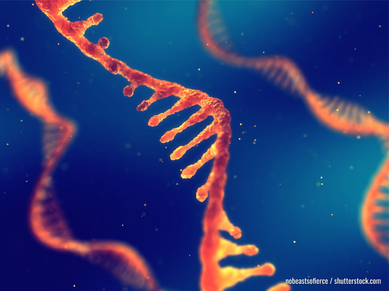Einzelstrang-Ribonukleinsäure, RNA-Forschung und Therapie, 3D-Illustration