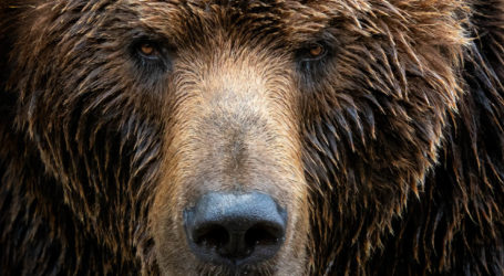 Krypto-Bärenmarkt für die Nächsten zwei Jahre?